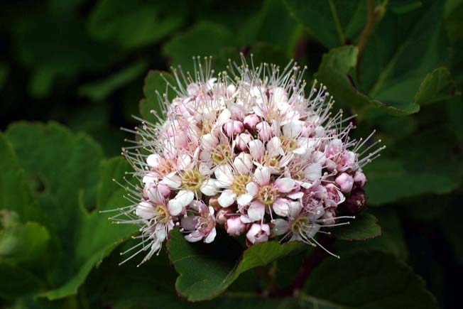 マルバシモツケ