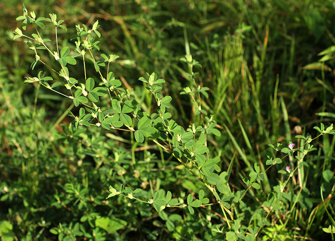 マルバヤハズソウ