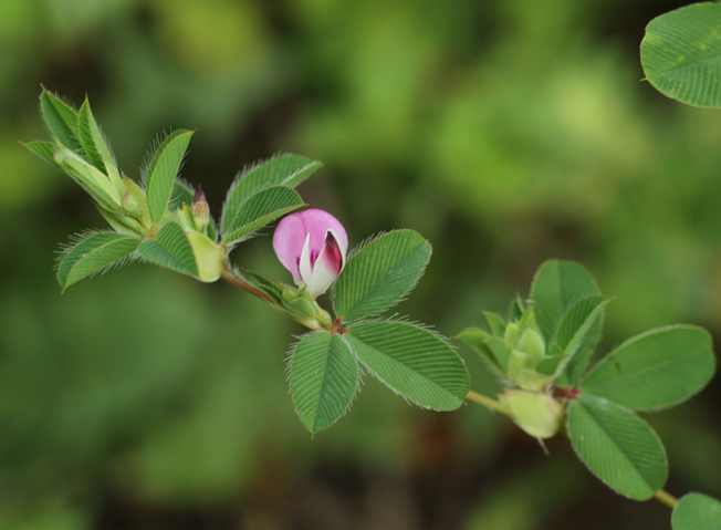 マルバヤハズソウ