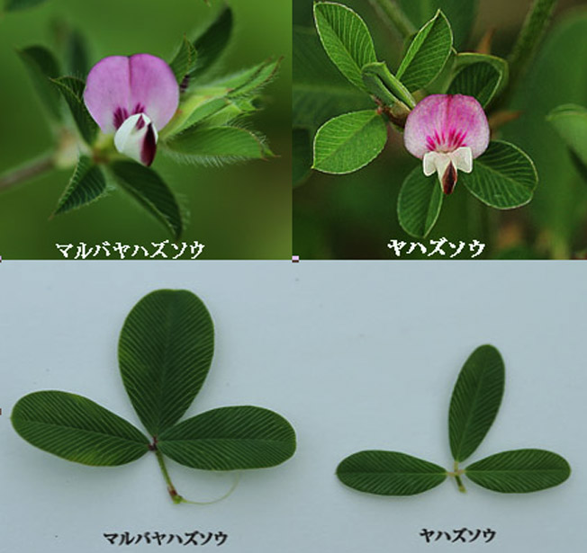 マルバヤハズソウ