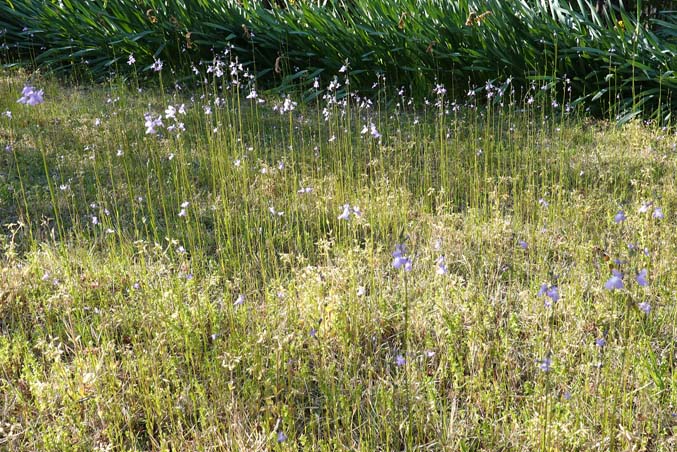 マツバウンラン