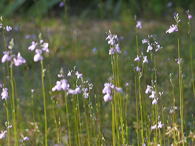 マツバウンラン
