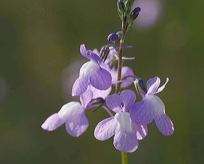 マツバウンラン