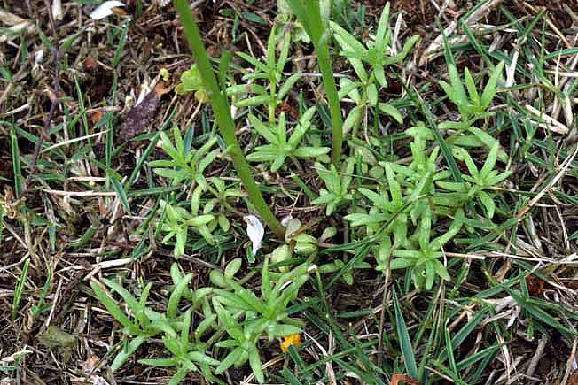 マツバウンラン