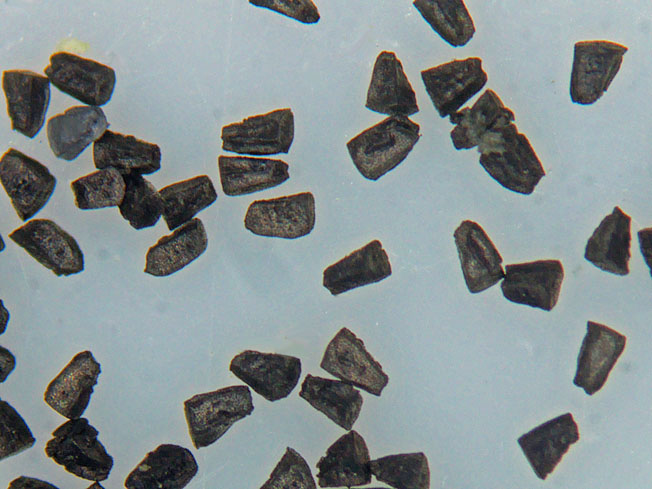 マツバウンラン