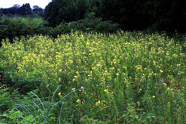 メマツヨイグサ
