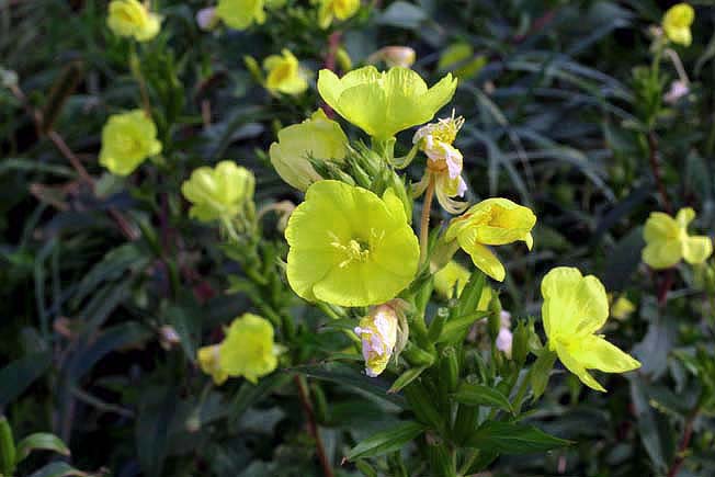 メマツヨイグサ