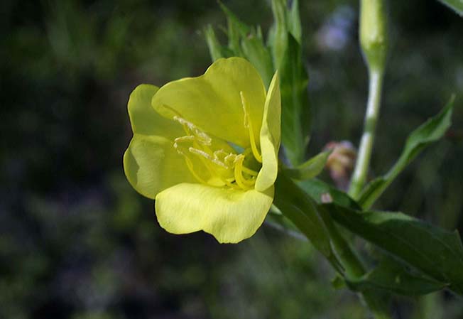 メマツヨイグサ