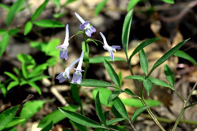 ミチノクエンゴサク