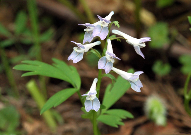 ミチノクエンゴサク