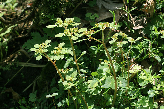 ミチノクネコノメソウ