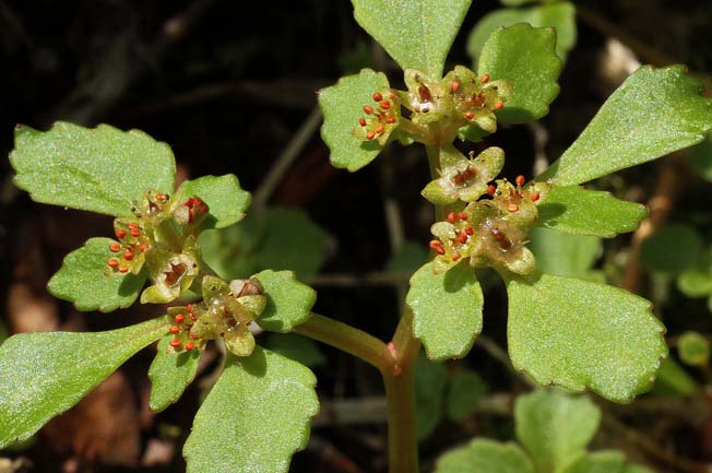 ミチノクネコノメソウ