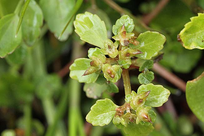 ミチノクネコノメソウ