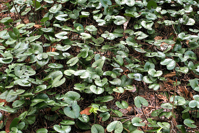 ミチノクサイシン