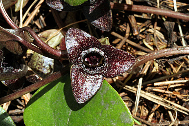 ミチノクサイシン