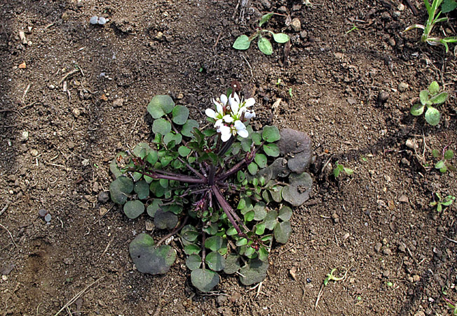 ミチタネツケバナ