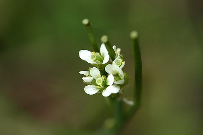ミチタネツケバナ