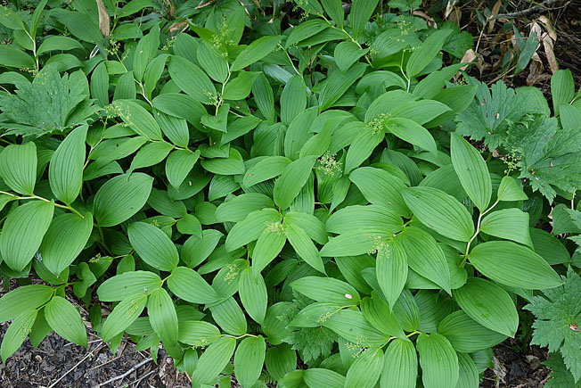 ミドリユキザサ