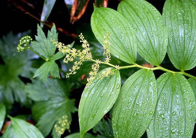 ミドリユキザサ