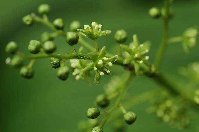 ミドリユキザサ