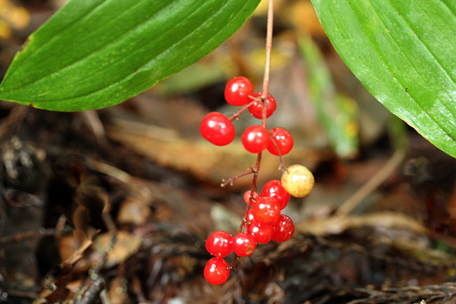 ミドリユキザサ