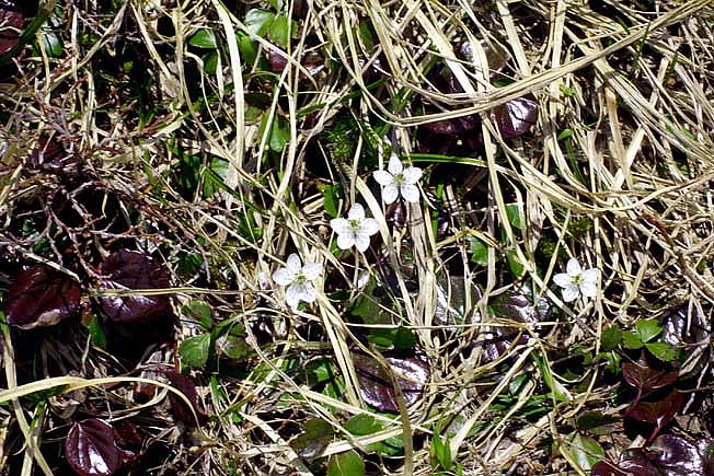 ミツバノバイカオウレン