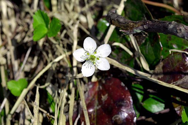 ミツバノバイカオウレン