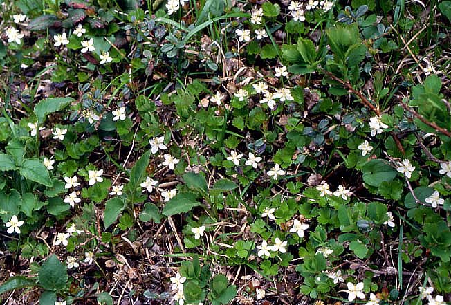 ミツバオウレン