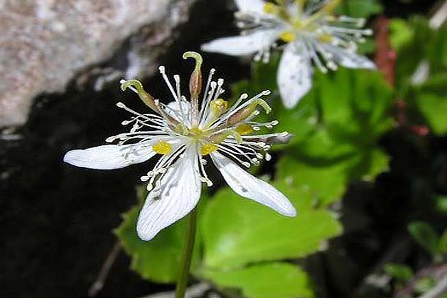 ミツバオウレン