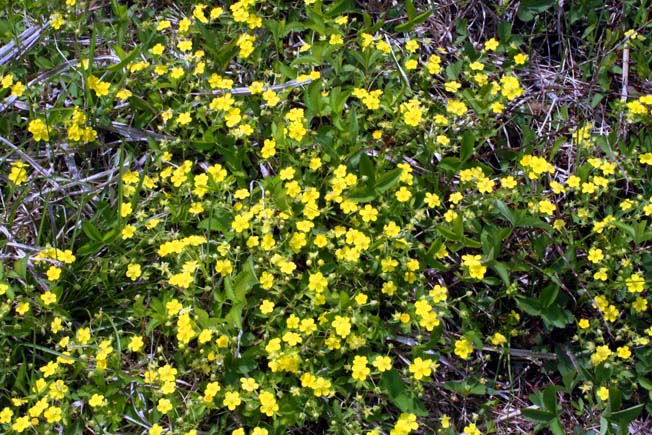 ミツバツチグリ