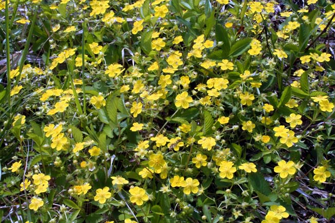 ミツバツチグリ