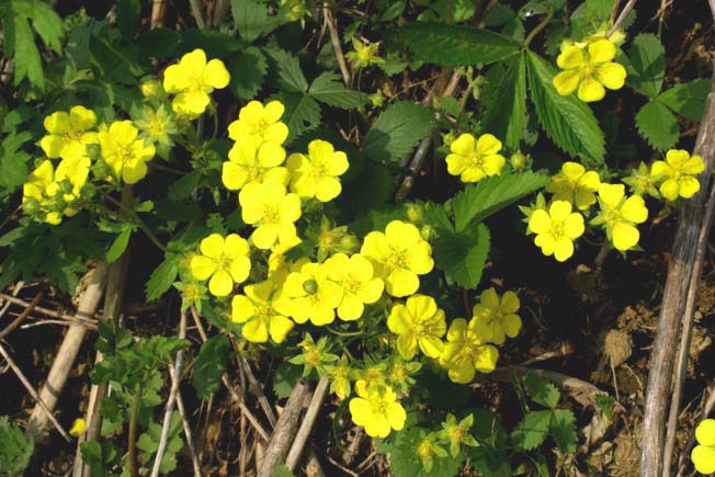 ミツバツチグリ