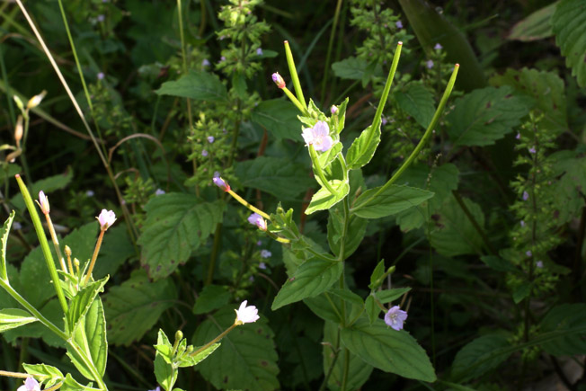 ミヤマアカバナ