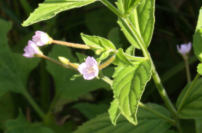 ミヤマアカバナ