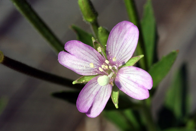 ミヤマアカバナ