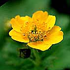 ミヤマダイコンソウ