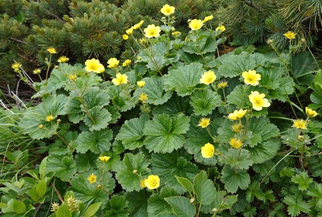 ミヤマダイコンソウ