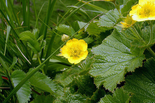 ミヤマダイコンソウ