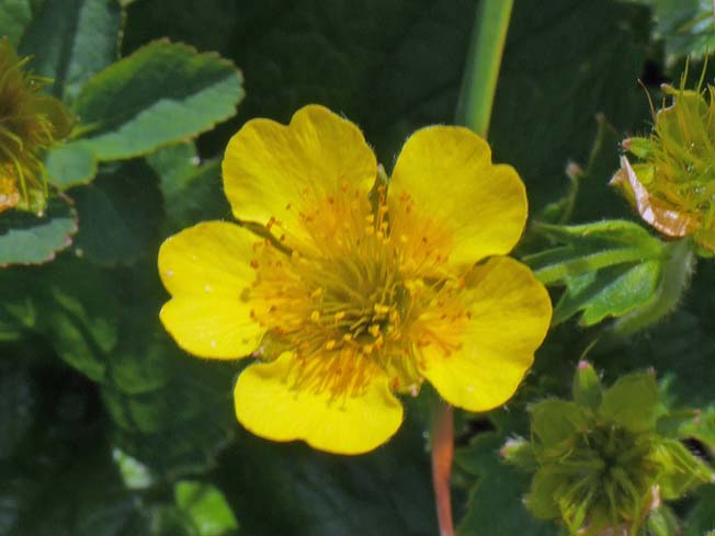 ミヤマダイコンソウ