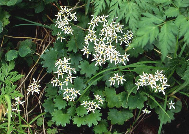 ミヤマダイモンジソウ