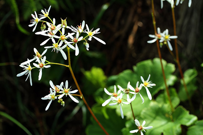 ミヤマダイモンジソウ