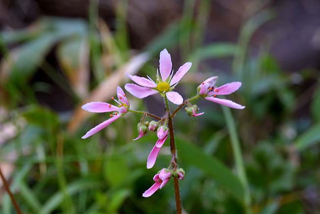 ミヤマダイモンジソウ