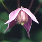 ミヤマハンショウズル