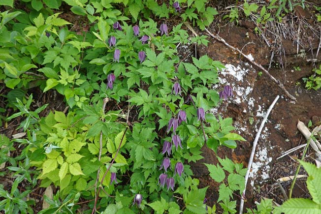 ミヤマハンショウズル