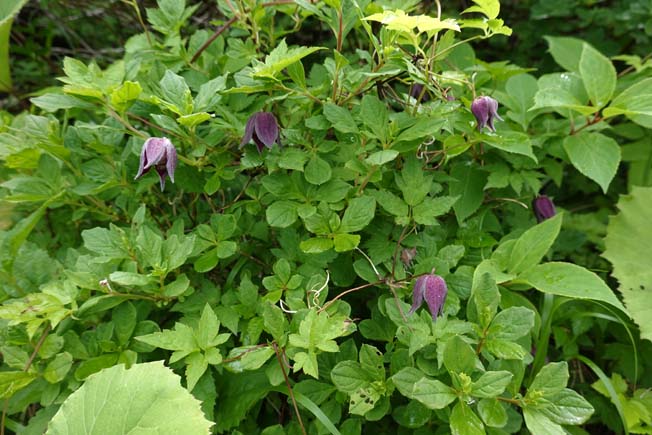 ミヤマハンショウズル