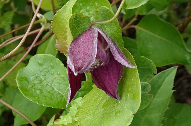 ミヤマハンショウズル