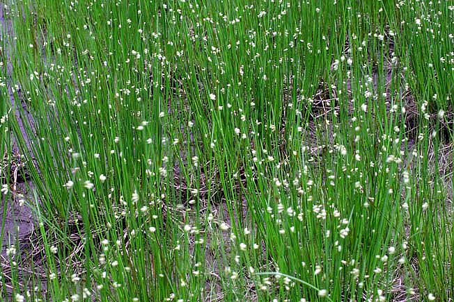 ミヤマホタルイ