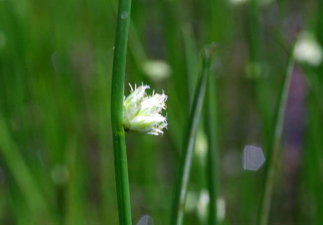 ミヤマホタルイ