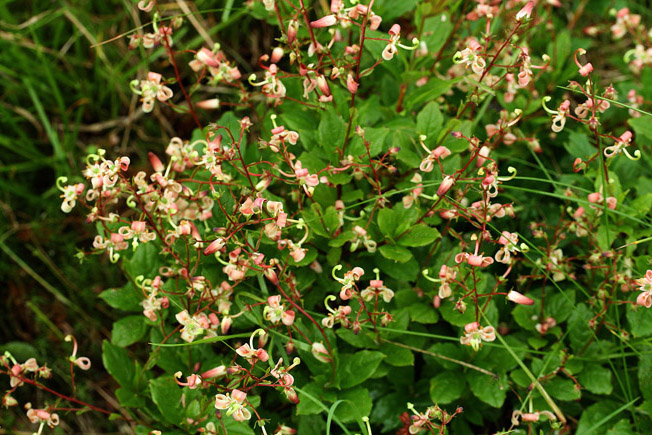 ミヤマホツツジ