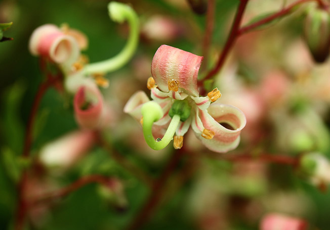 ミヤマホツツジ